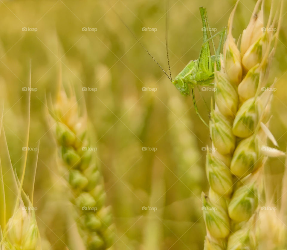 Close-up grasshopper in the yellow crops