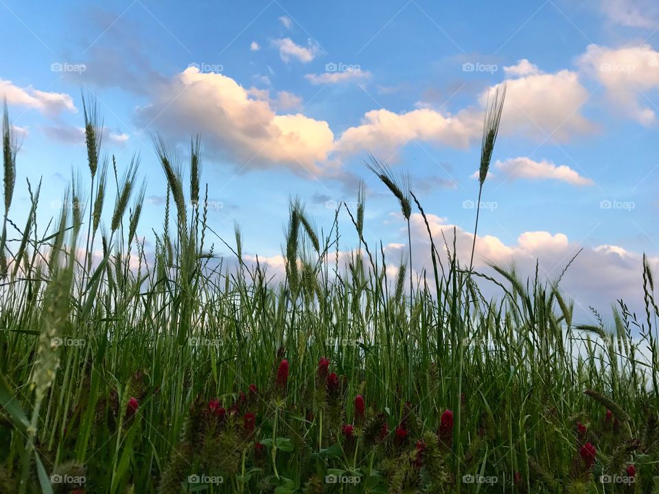 Wheat field