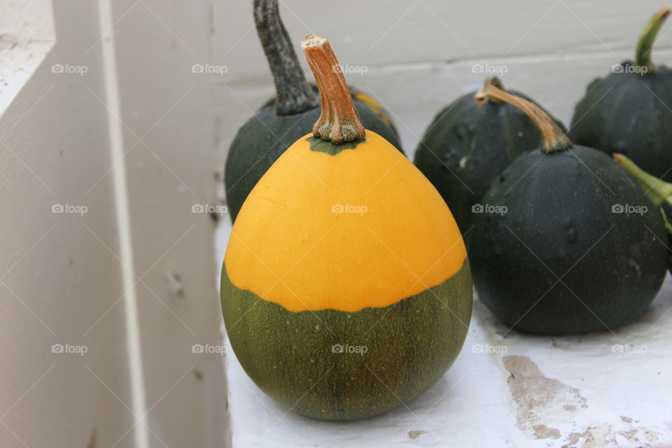 Squash fruit