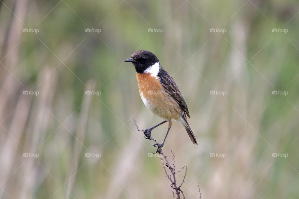 Stonechat