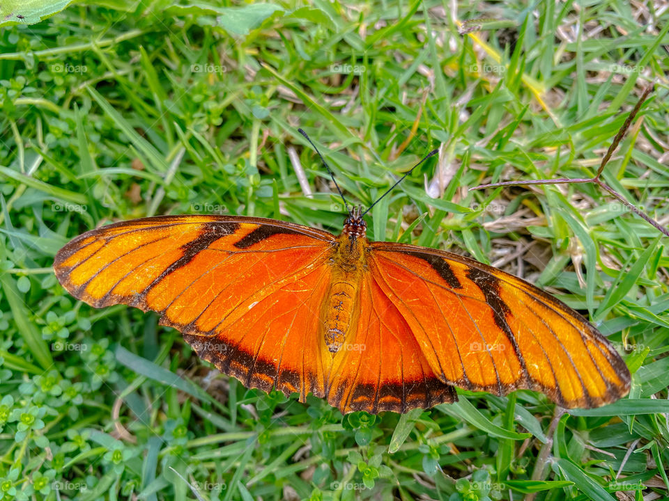 Orange butterfly perched on the grass