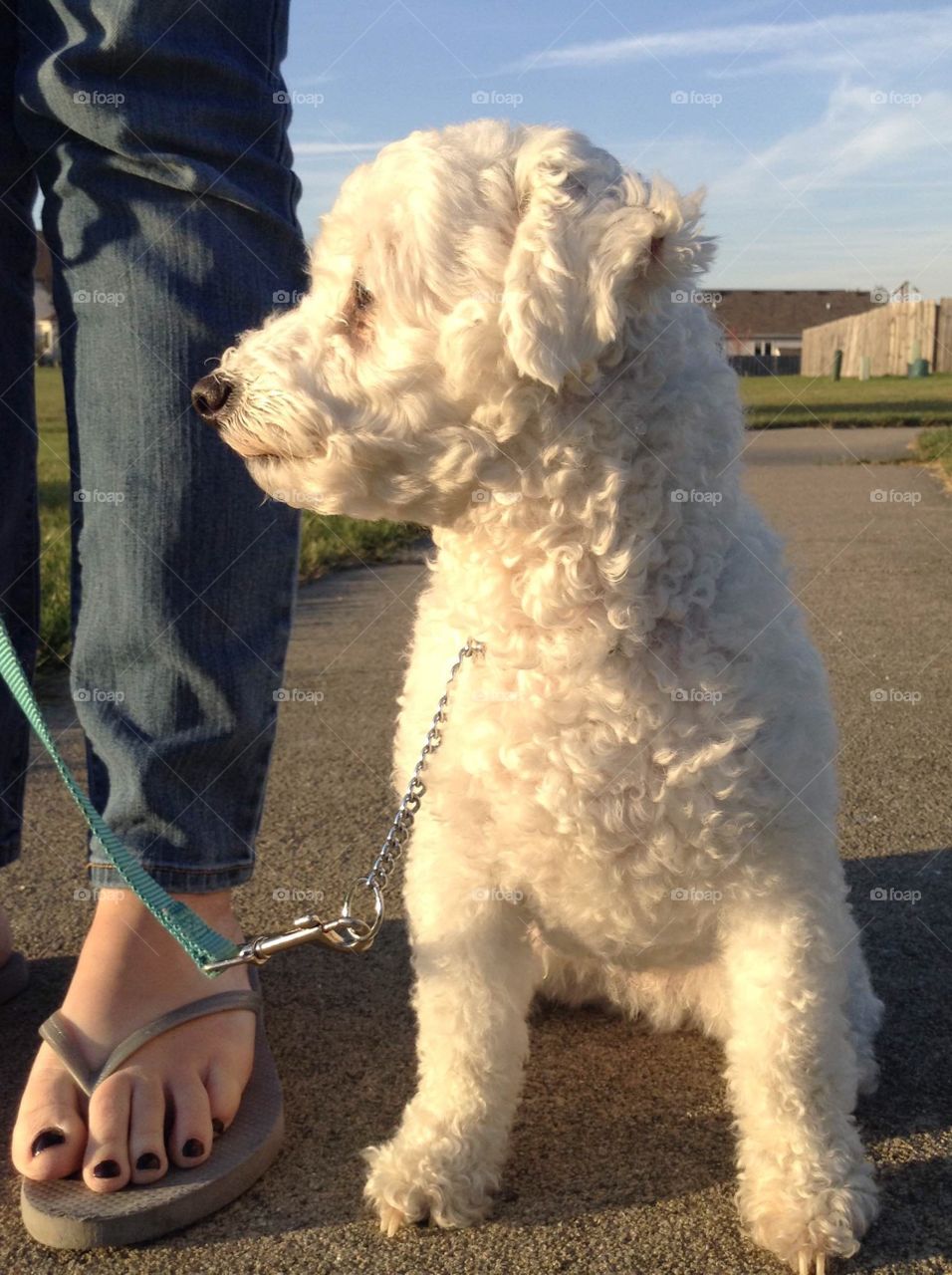 Maltese dog practicing obedience training commands.