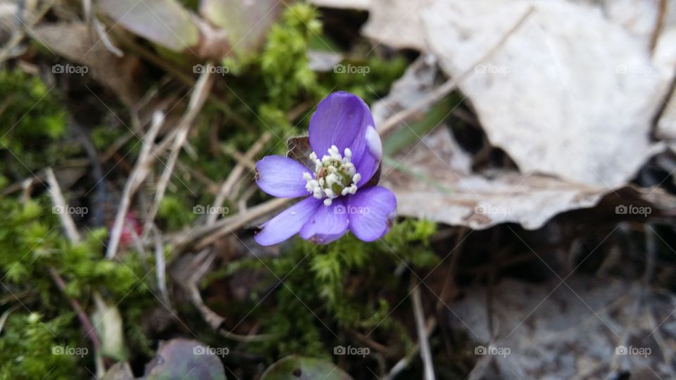Blue anemone. Spring flower