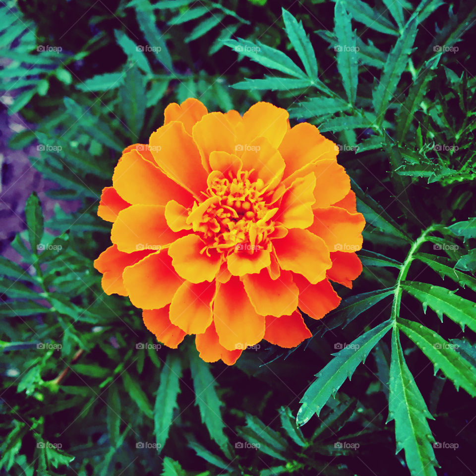 🌺Fim de #cooper!
Suado, cansado e feliz, alongando e curtindo a beleza das #flores.
🏁 🙆♂️
#corrida #treino #flor #flower #flowers #pétalas #pétala #jardim #jardinagem #garden #flora #run #running #esporte #alongamento