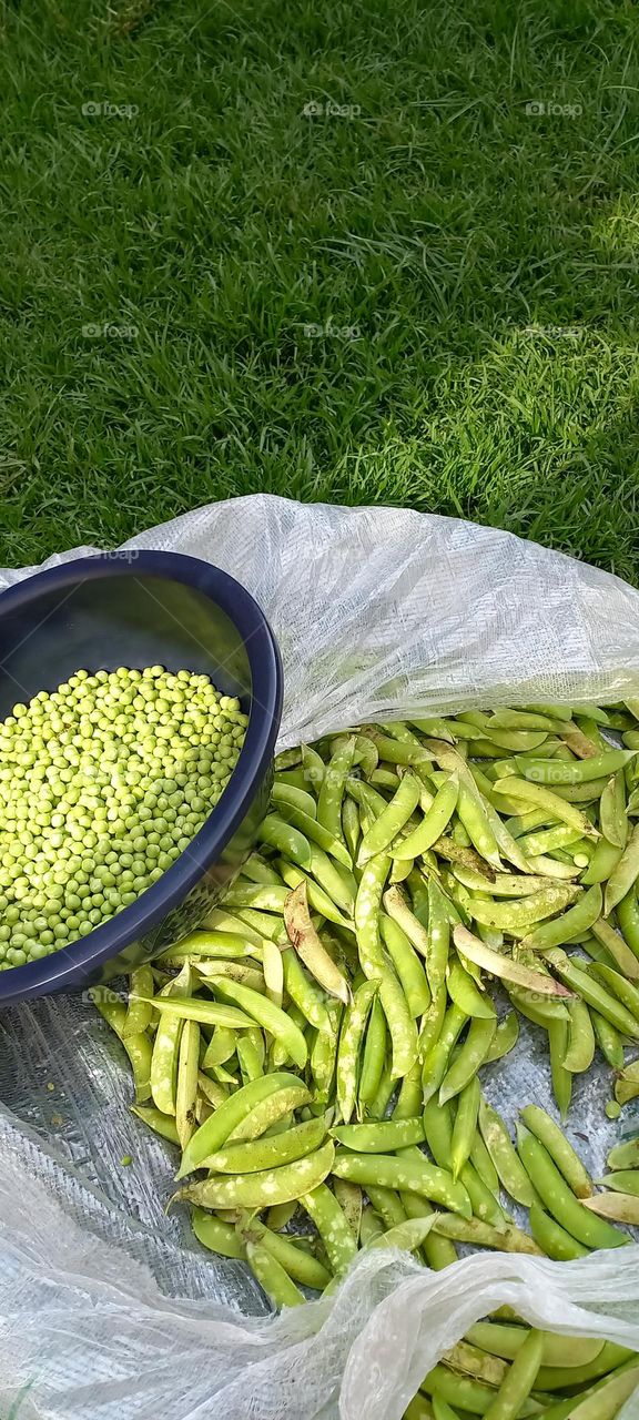 Green peas fresh