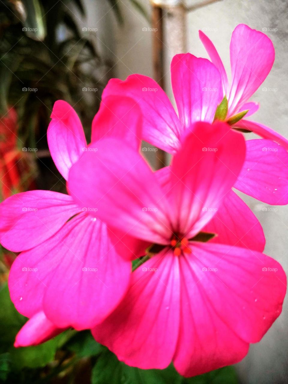 Fuchsia flowers called Geraniums / Flores fucsia llamados regeranios