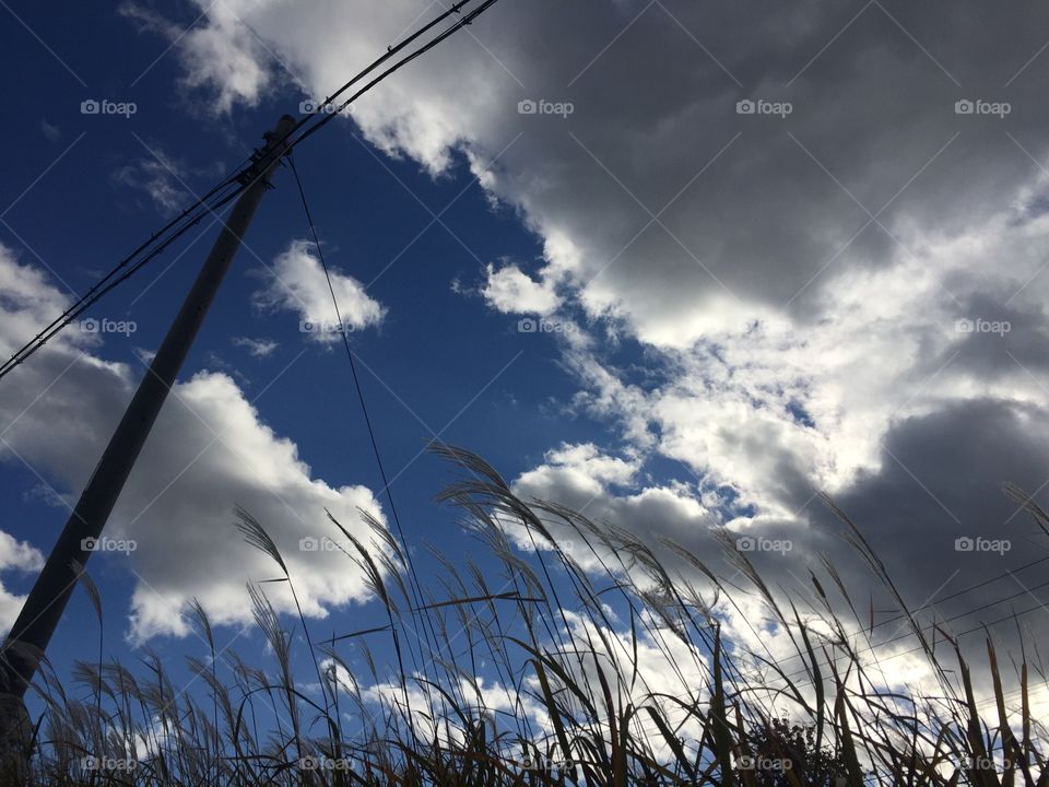autumn and silver grass and floating cloud
