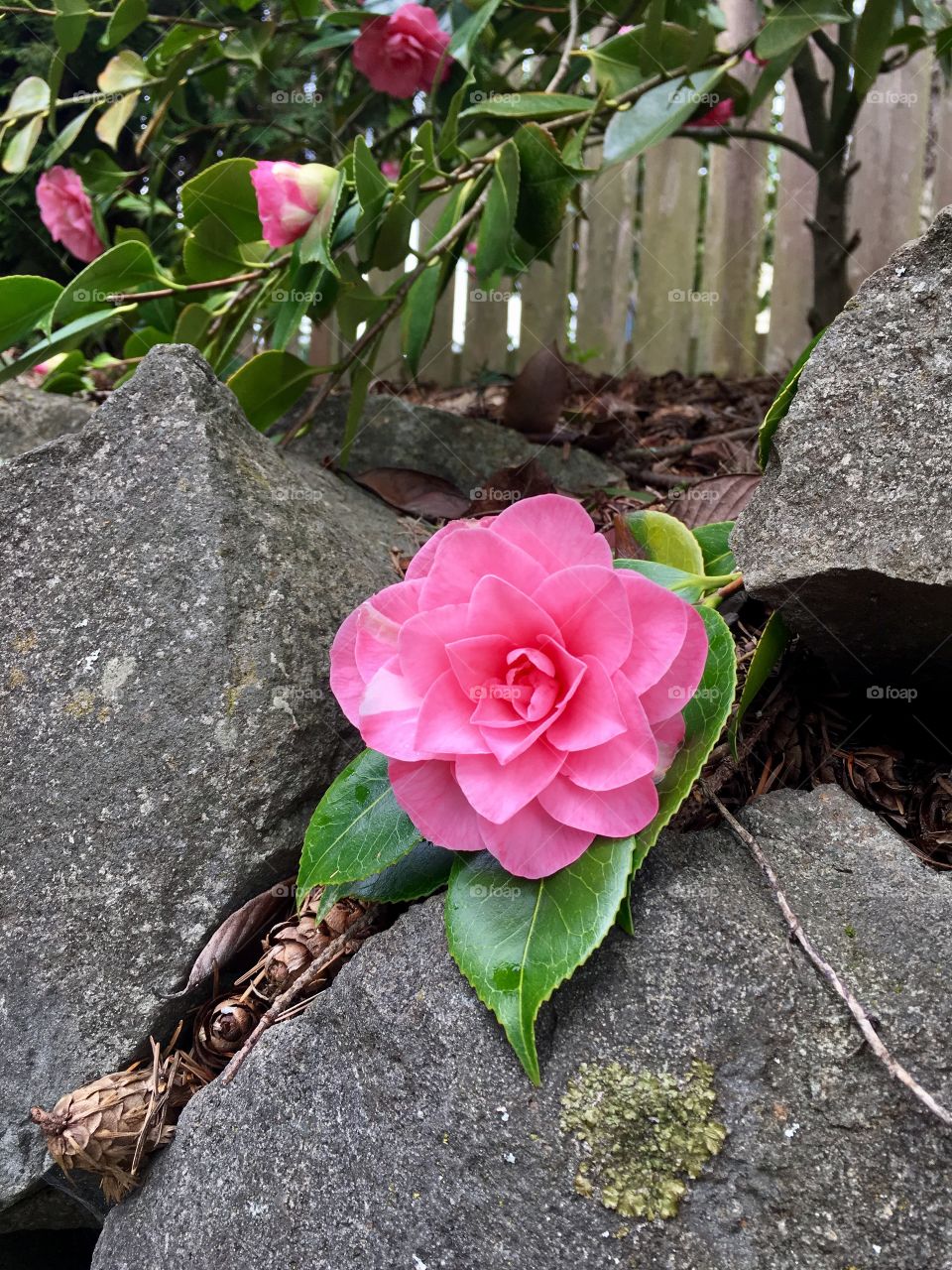 Camellia flower close up 