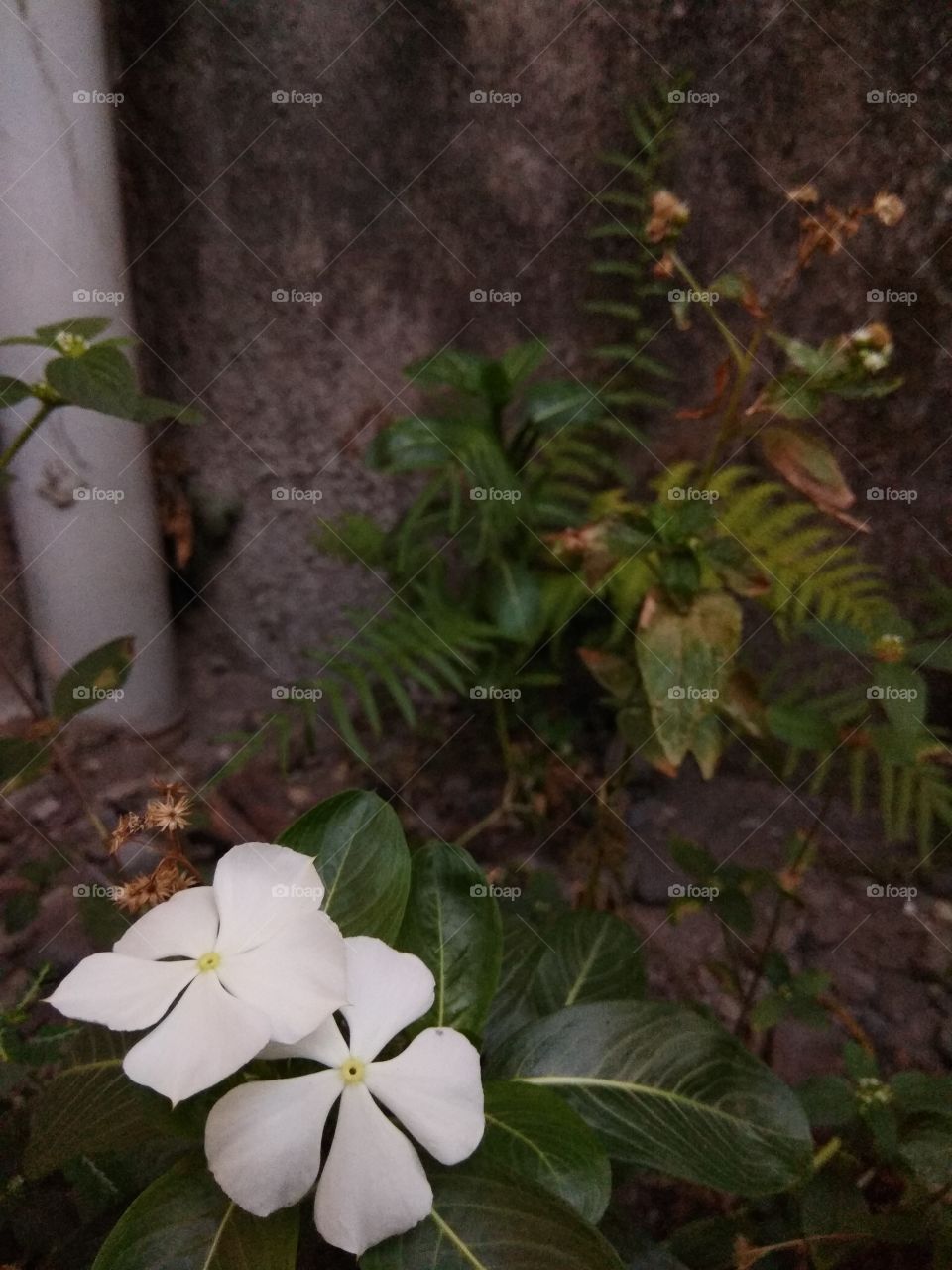 Morning flowers