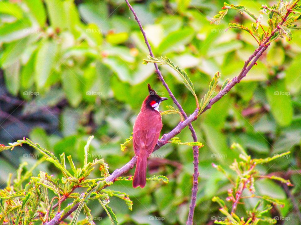 The red-whiskered bulbul  or Pycnonotus jocosus or bulbul bird or crested bulbul in India.