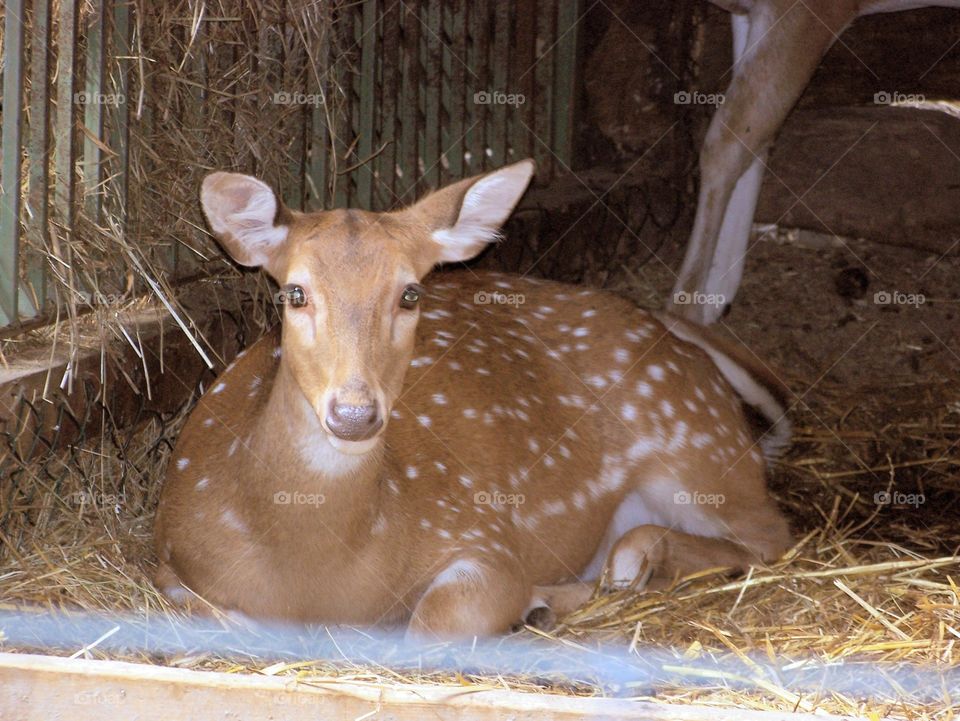 beauty animal zoo