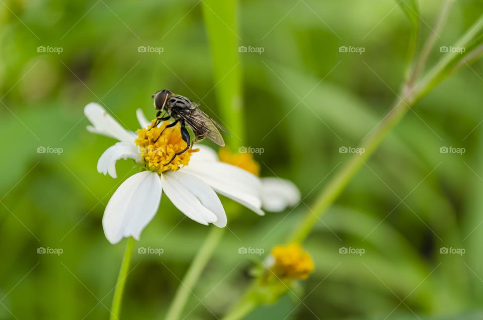 Side View Of House Fly On Spanish Needle