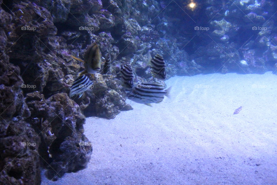 aquarium