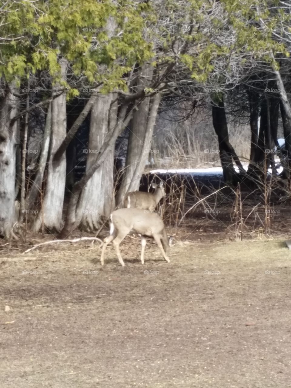 Deer Grazing in Eagle River