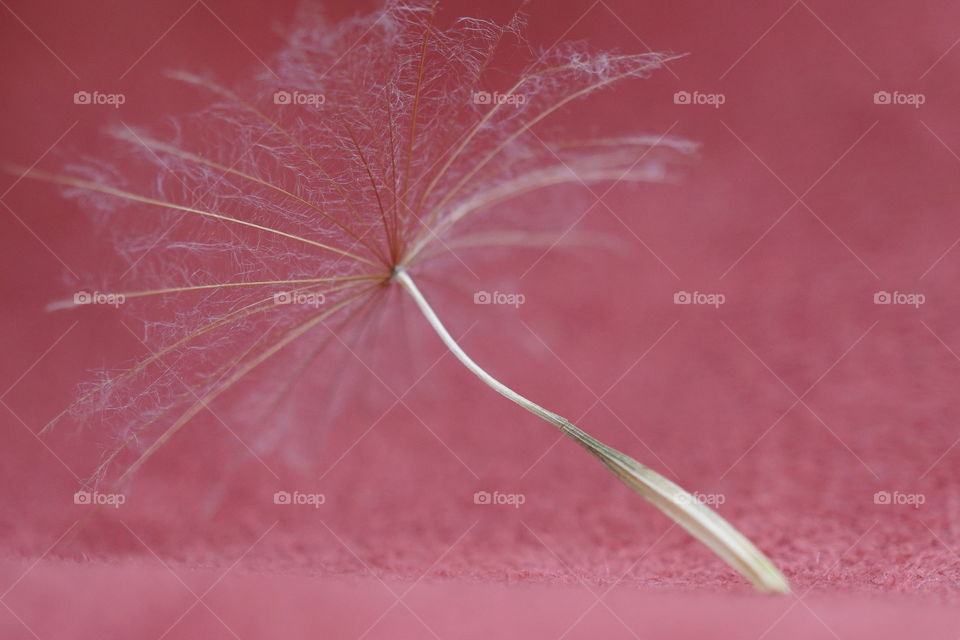 Dandelion Seed against a pink background