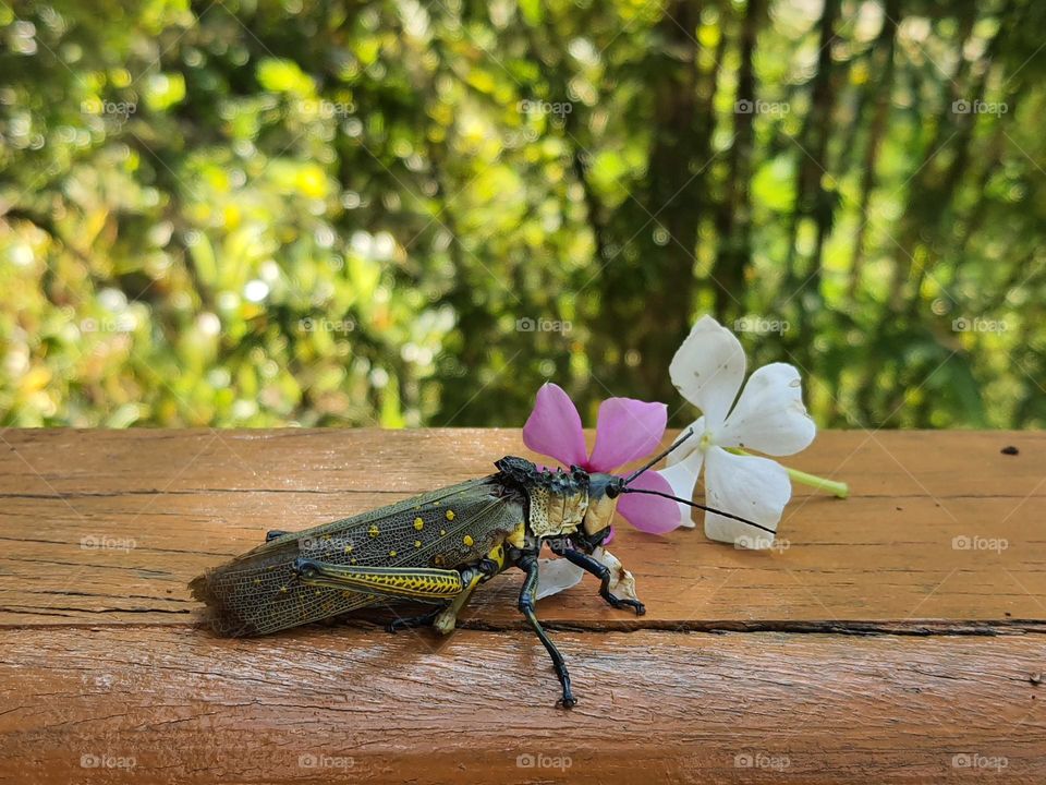 Grasshopper eating flower