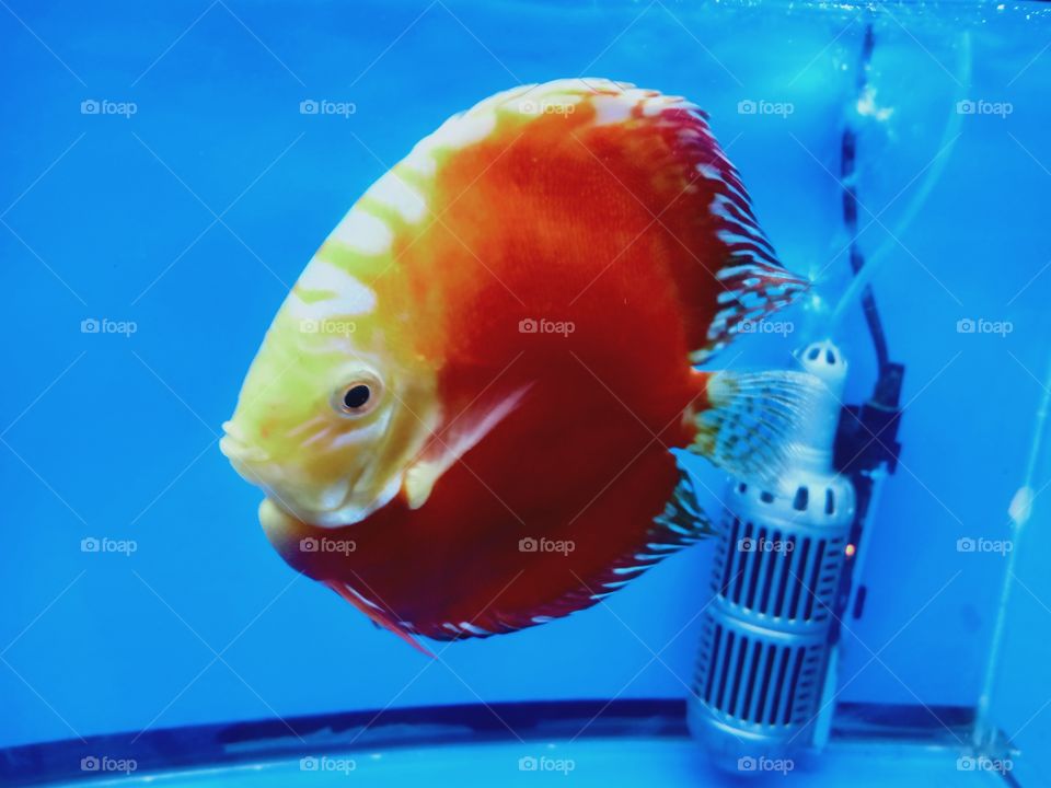 red pompadour fish
