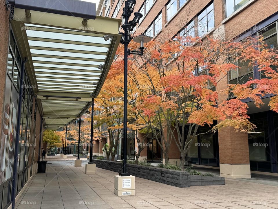 Autumn street in Seattle 