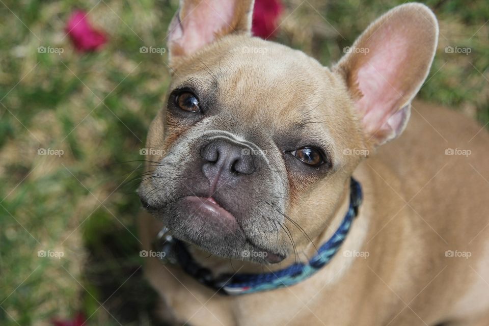 French bulldog 