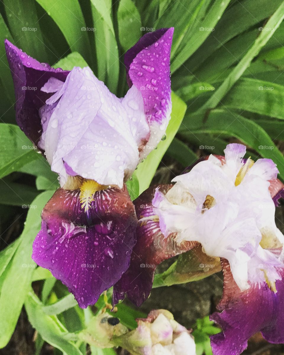 Iris