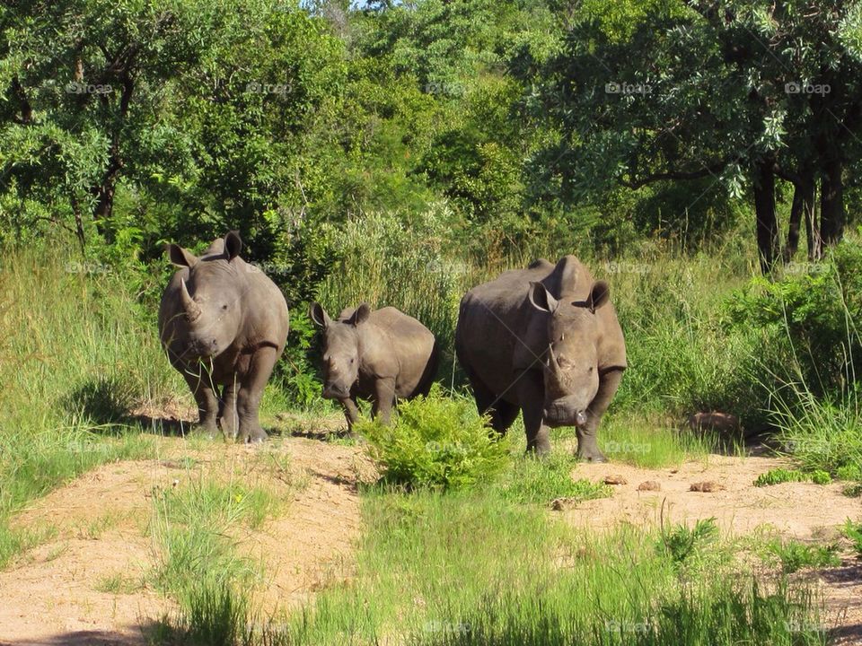 First sighting in Kruger