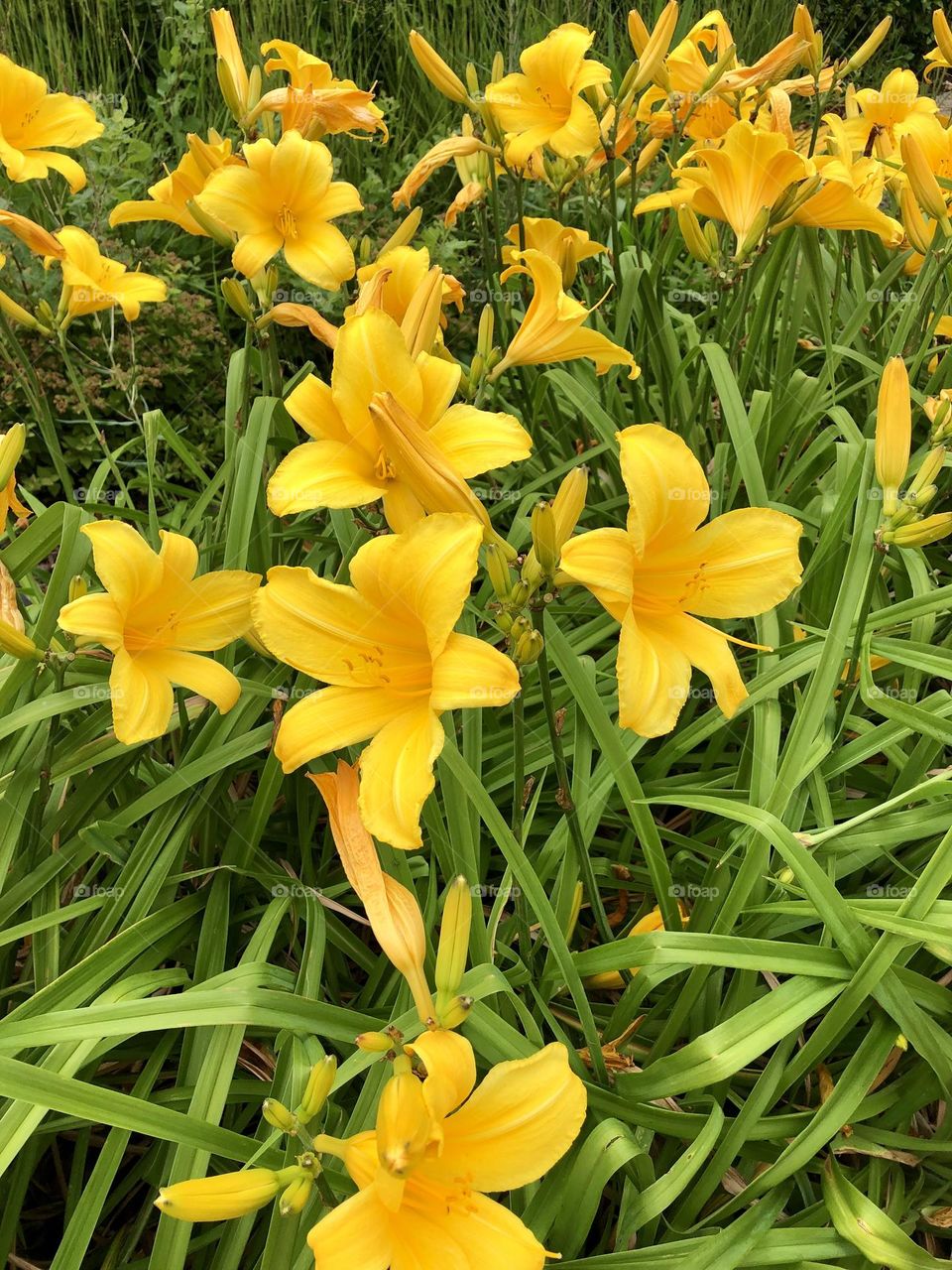 Pretty. Yellow flowers 