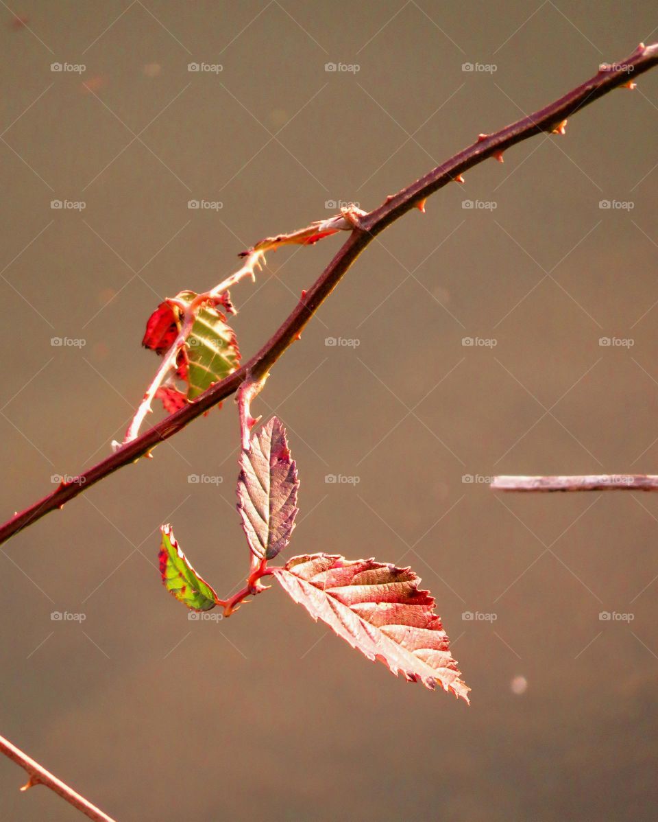 Spring leaves