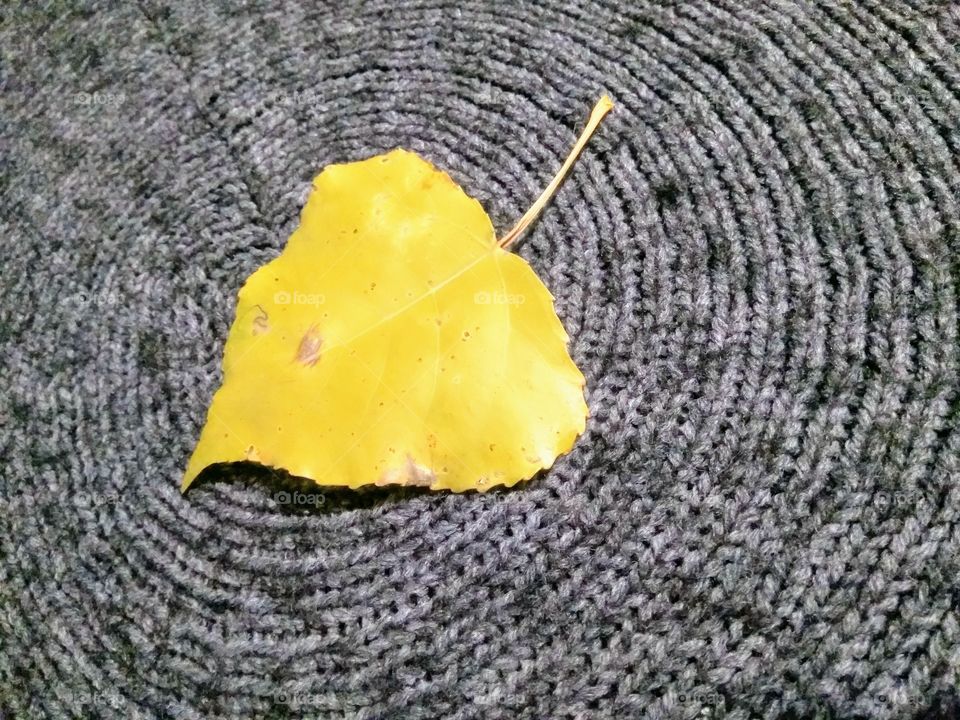 Yellow leaf