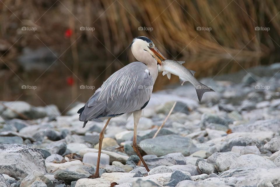 Airone cenerino, Ardea cinerea, Grey heron