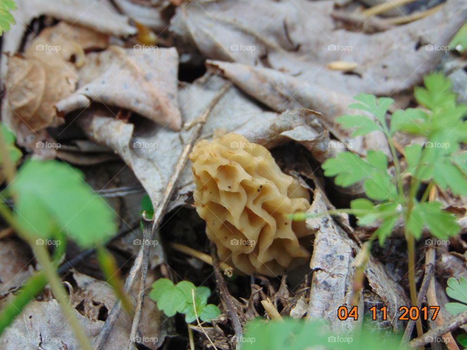 morel closeup mushroom