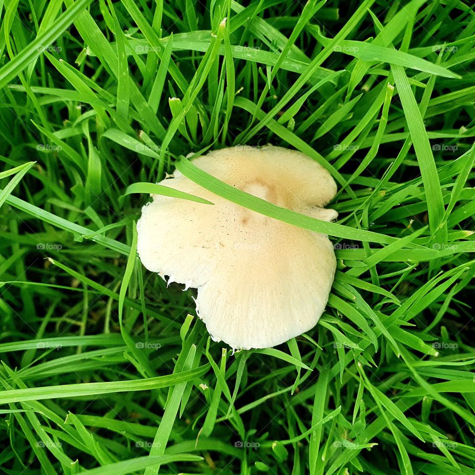 A white mushroom, in the tall green grass.