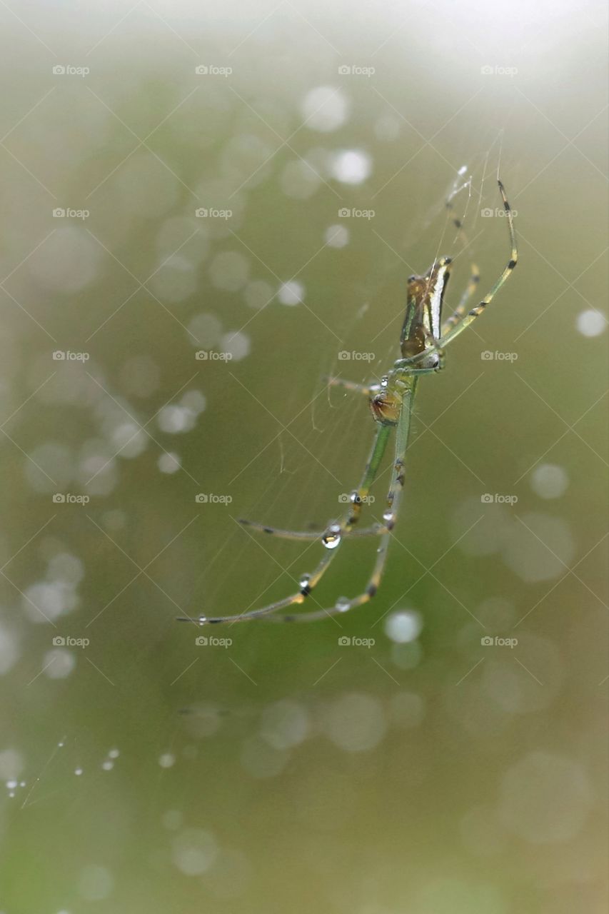 green orb spider