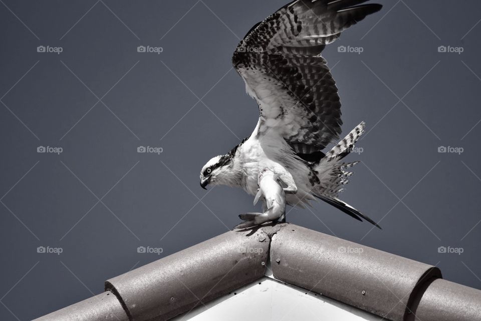 Osprey versus fish