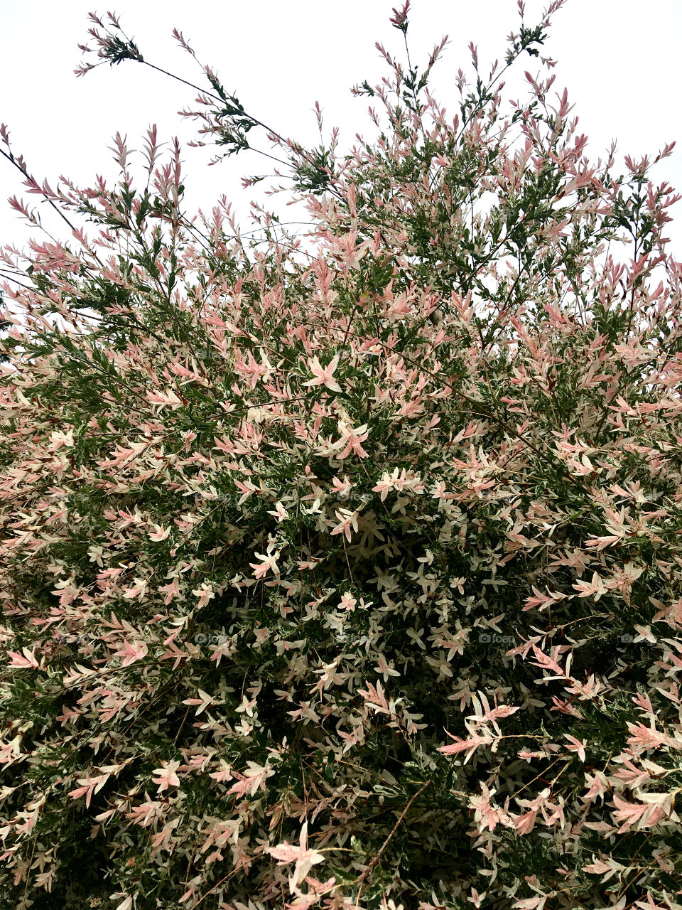 I honestly don’t know what this is 