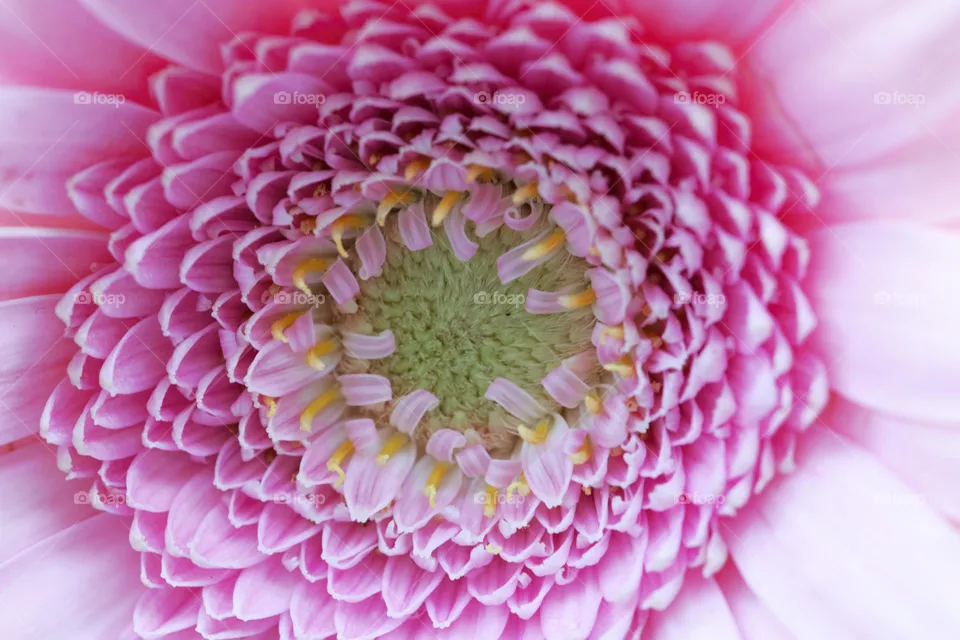 Blume in Macro