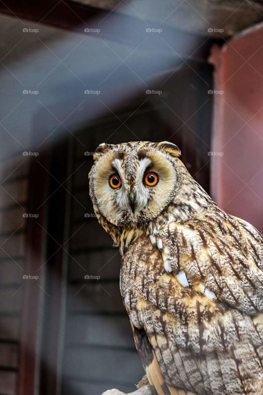 🦉 Owl