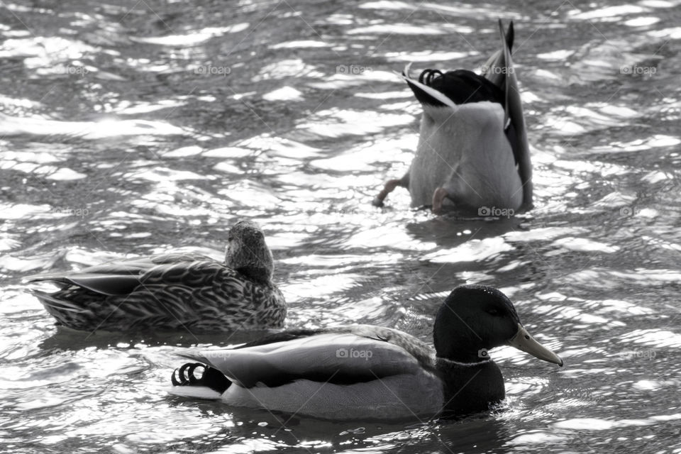 Black and White Ducks