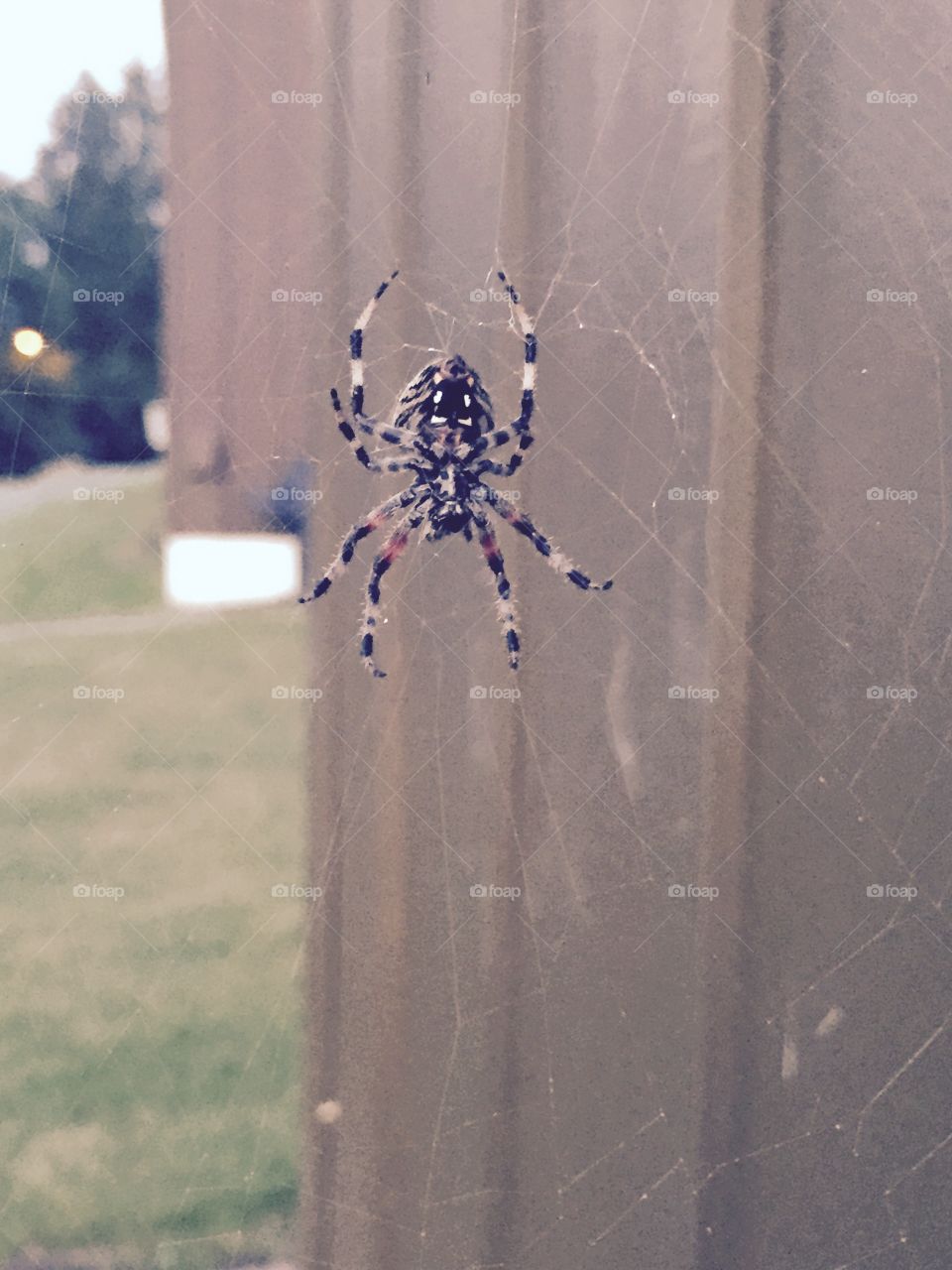 Spider, Nature, Outdoors, No Person, Winter