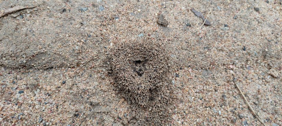 ant on a ground group's metting image