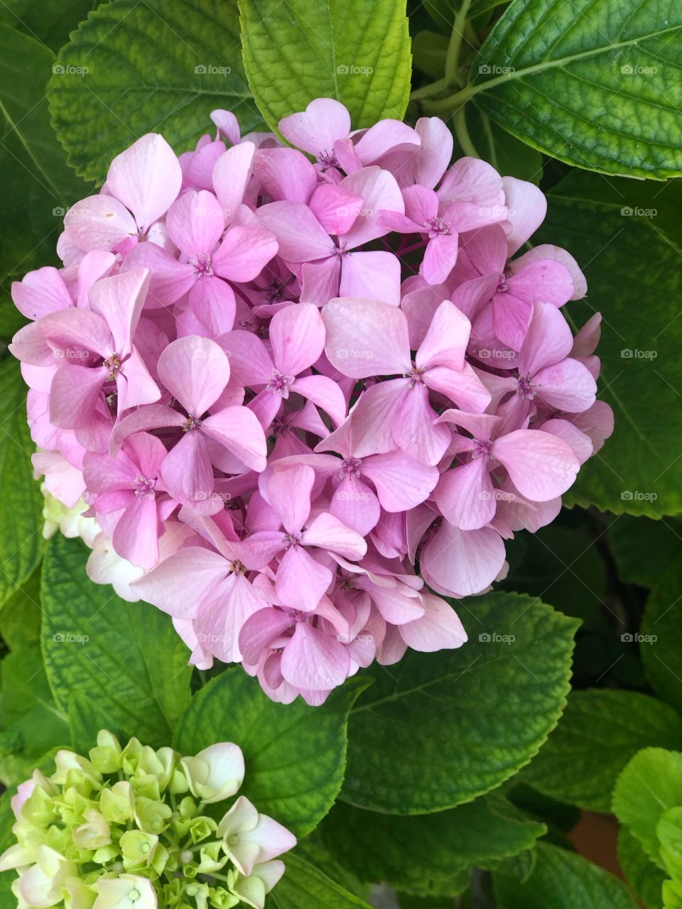 Hydrangea flower