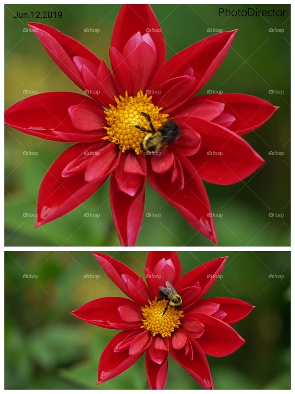 flower and bee