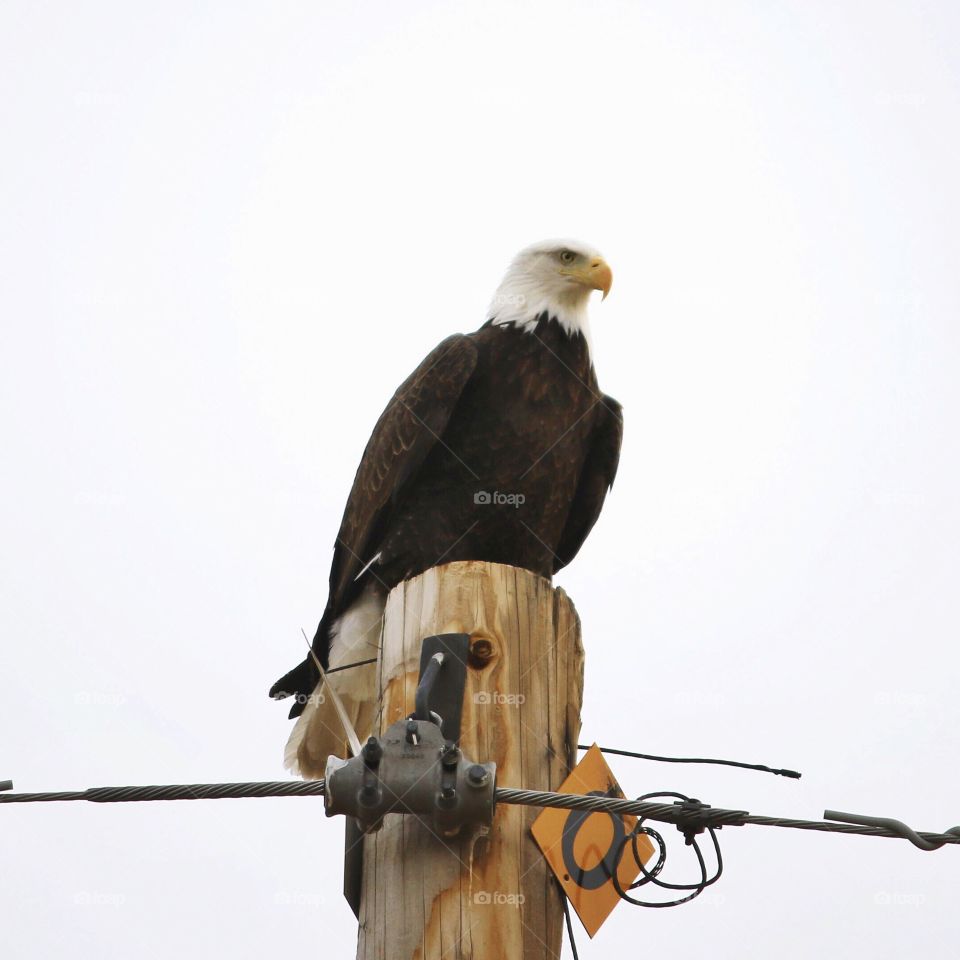 Bird, Raptor, Eagle, Wildlife, Hawk