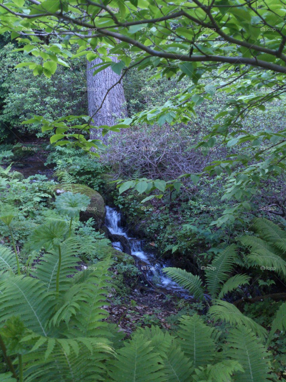 brook in the forest . brook in the forest 