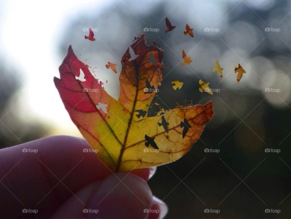 yellow nature red photography by danielrichard