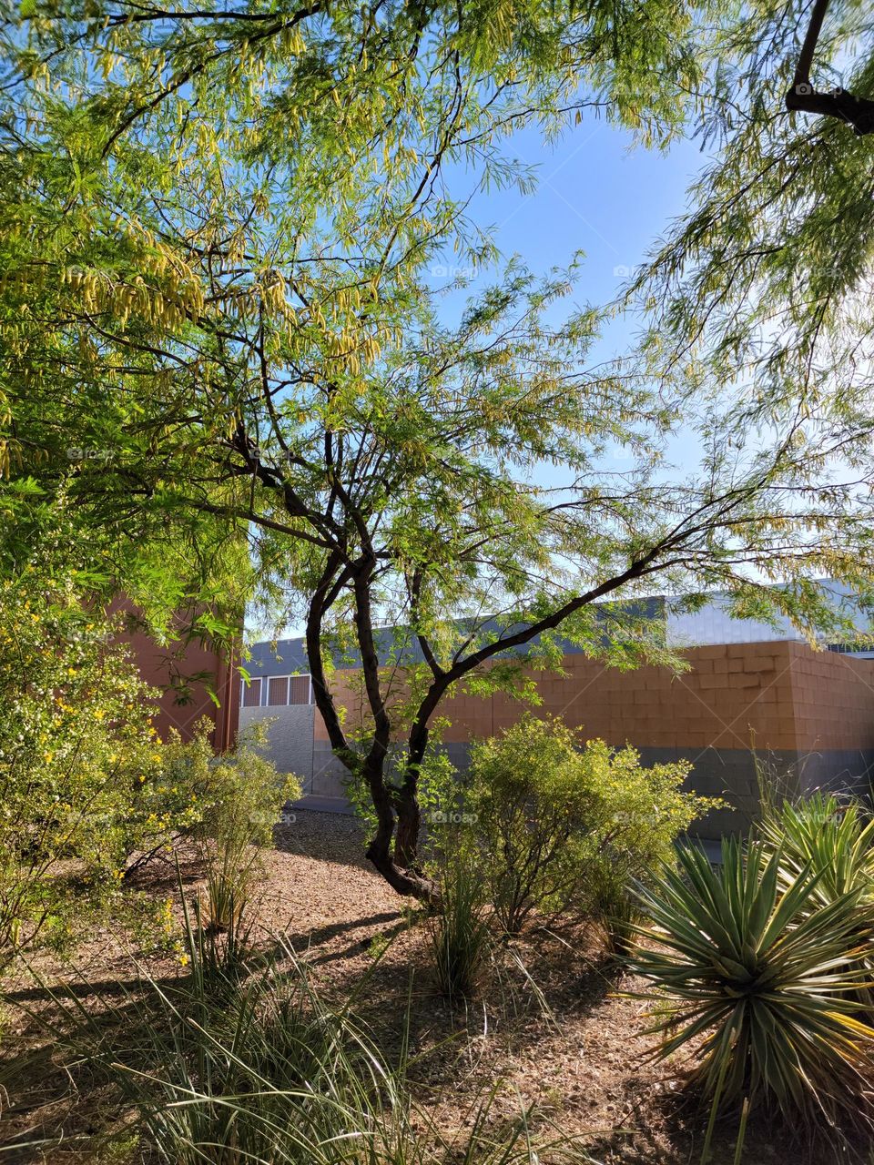 Desert trees offer a little shade, and beautiful greens and yellows bring a sense of calm.