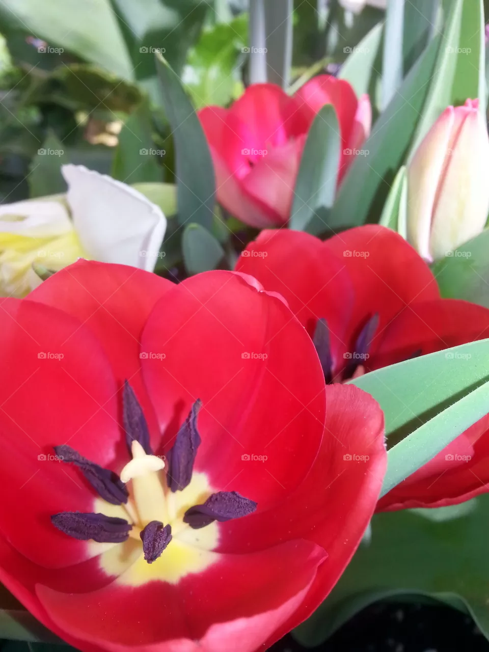 flower