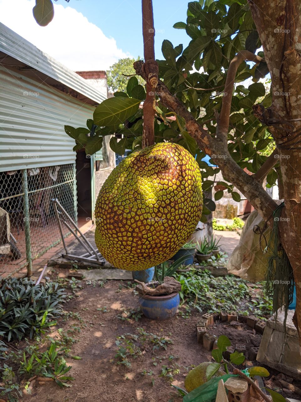 jackfruit