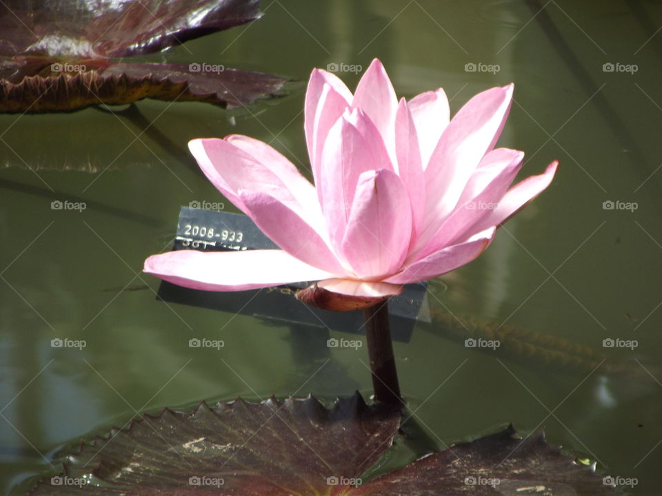 Pink And White Water Lilly Flower