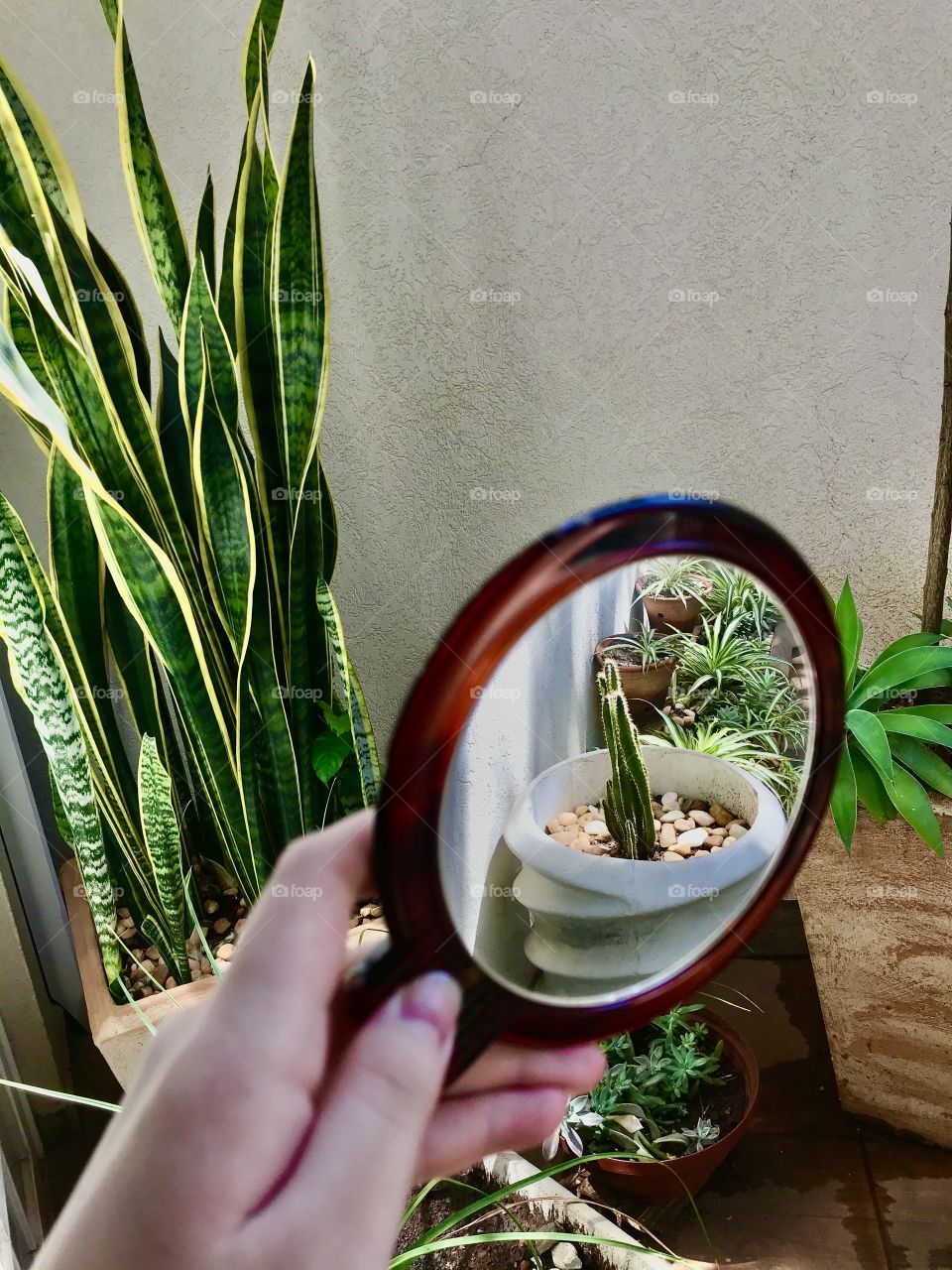 Plants and mirror