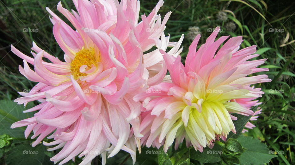 Zinia Summer Bloom 2